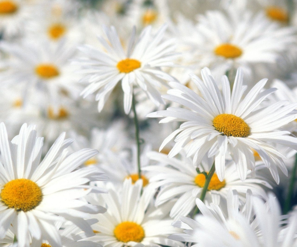 Sfondi Daisies 960x800