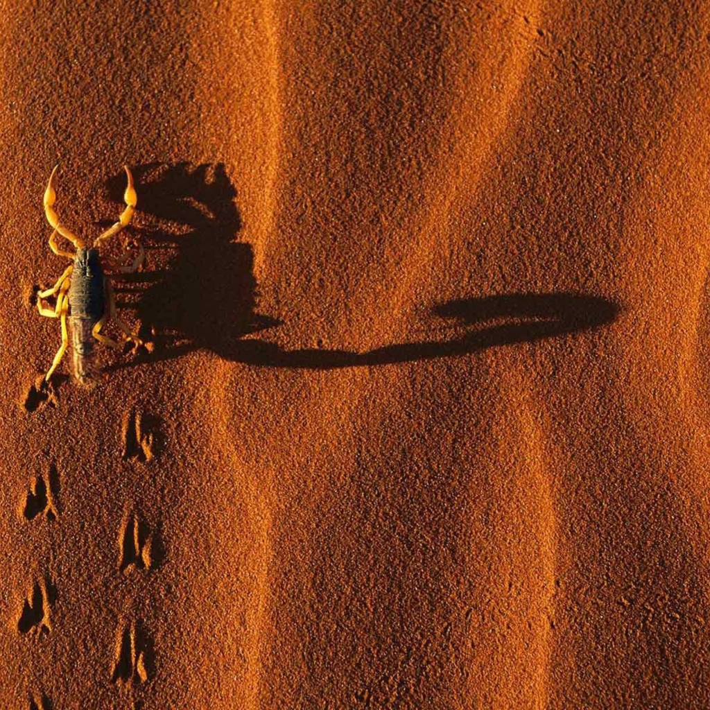 Fondo de pantalla Scorpion On Sand 1024x1024