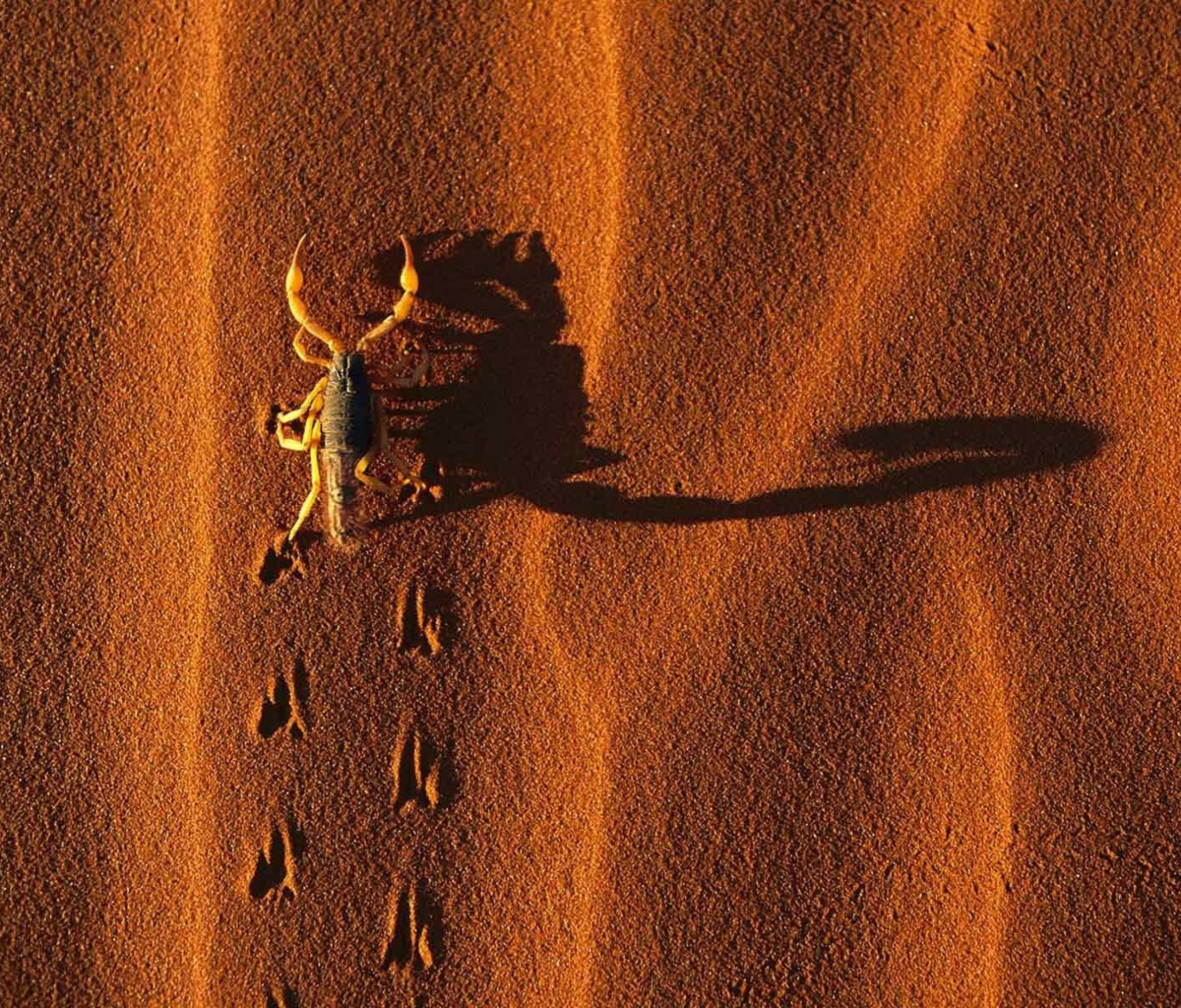 Обои Scorpion On Sand 1200x1024
