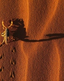 Обои Scorpion On Sand 128x160