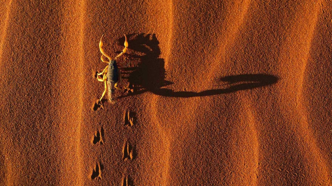 Scorpion On Sand wallpaper 1366x768
