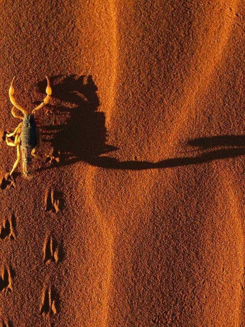 Обои Scorpion On Sand 480x640