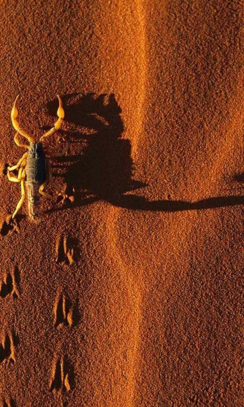 Fondo de pantalla Scorpion On Sand 480x800