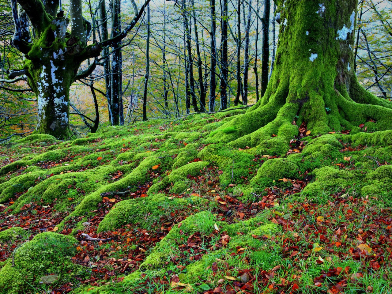 Forest with Trees root in Moss wallpaper 1280x960