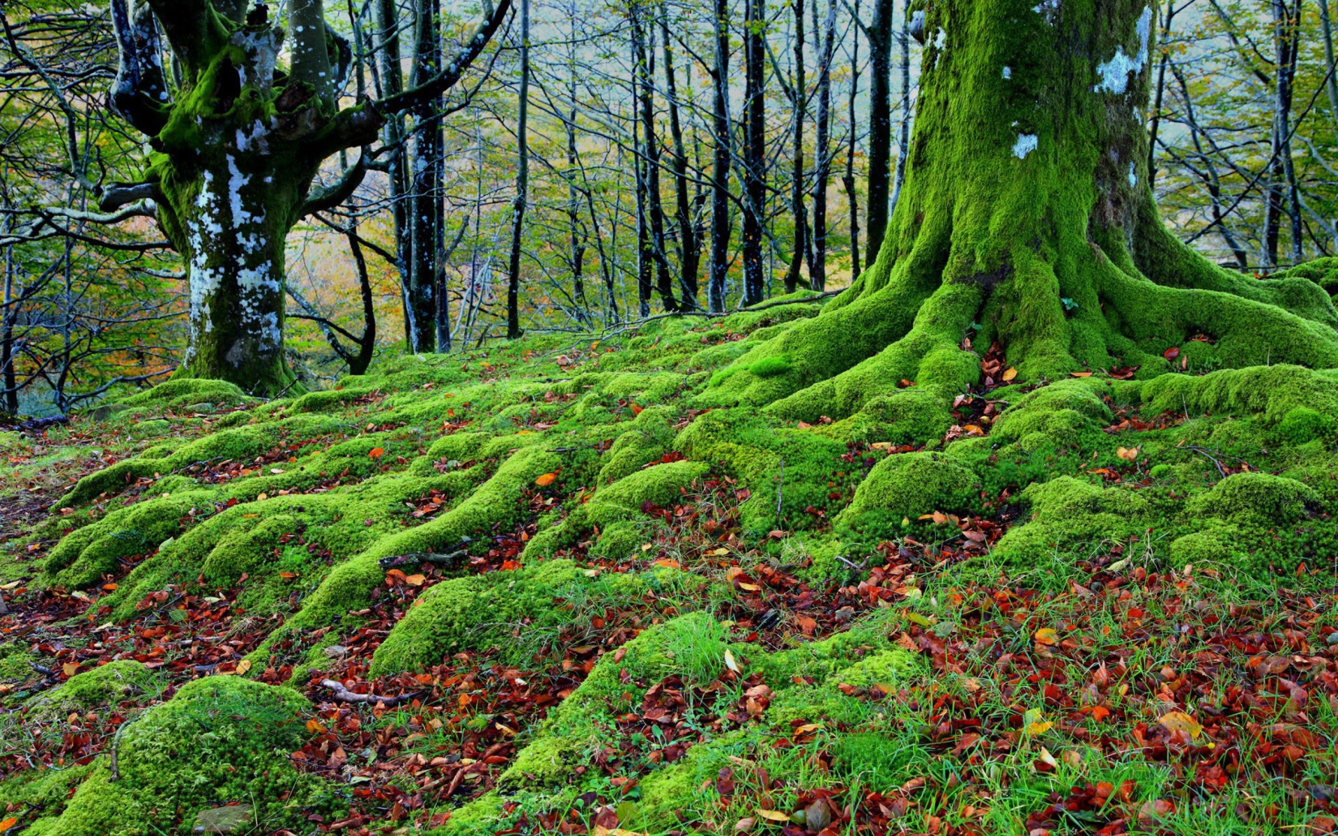 Fondo de pantalla Forest with Trees root in Moss 1920x1200