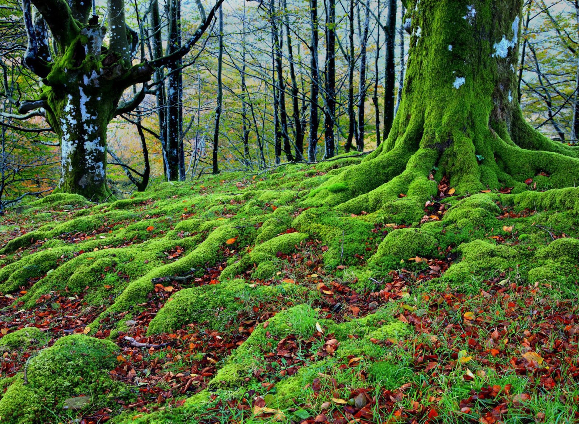Das Forest with Trees root in Moss Wallpaper 1920x1408