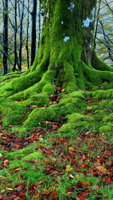 Fondo de pantalla Forest with Trees root in Moss 360x640