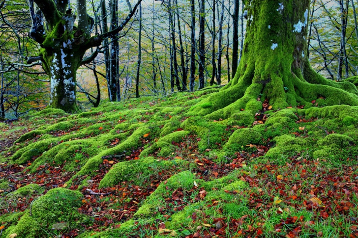 Forest with Trees root in Moss wallpaper