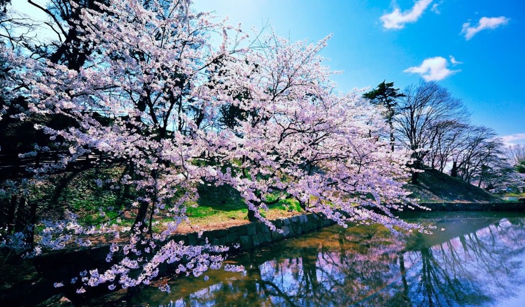 Fondo de pantalla Cherry Blossom Trees 1024x600