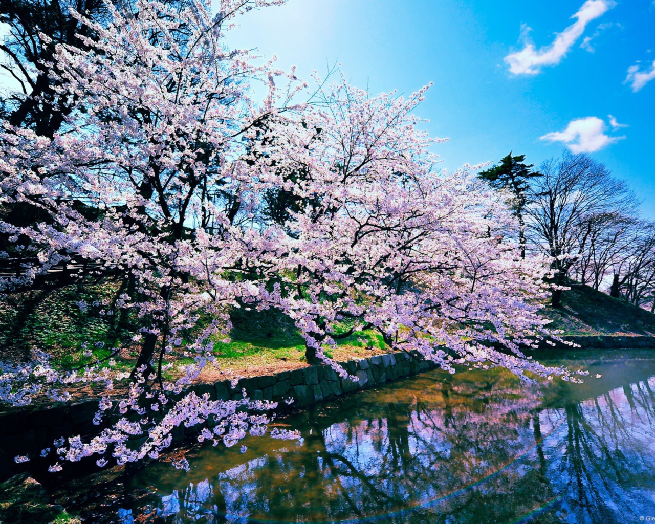 Screenshot №1 pro téma Cherry Blossom Trees 1280x1024