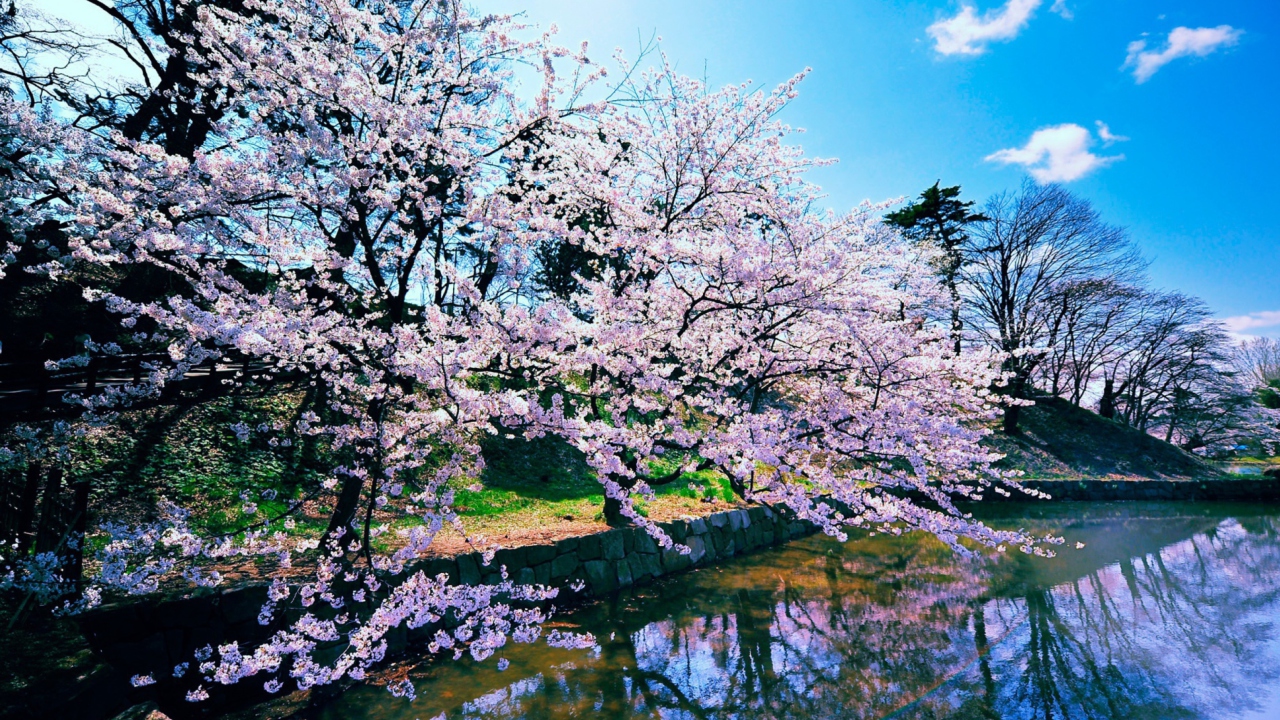 Screenshot №1 pro téma Cherry Blossom Trees 1280x720
