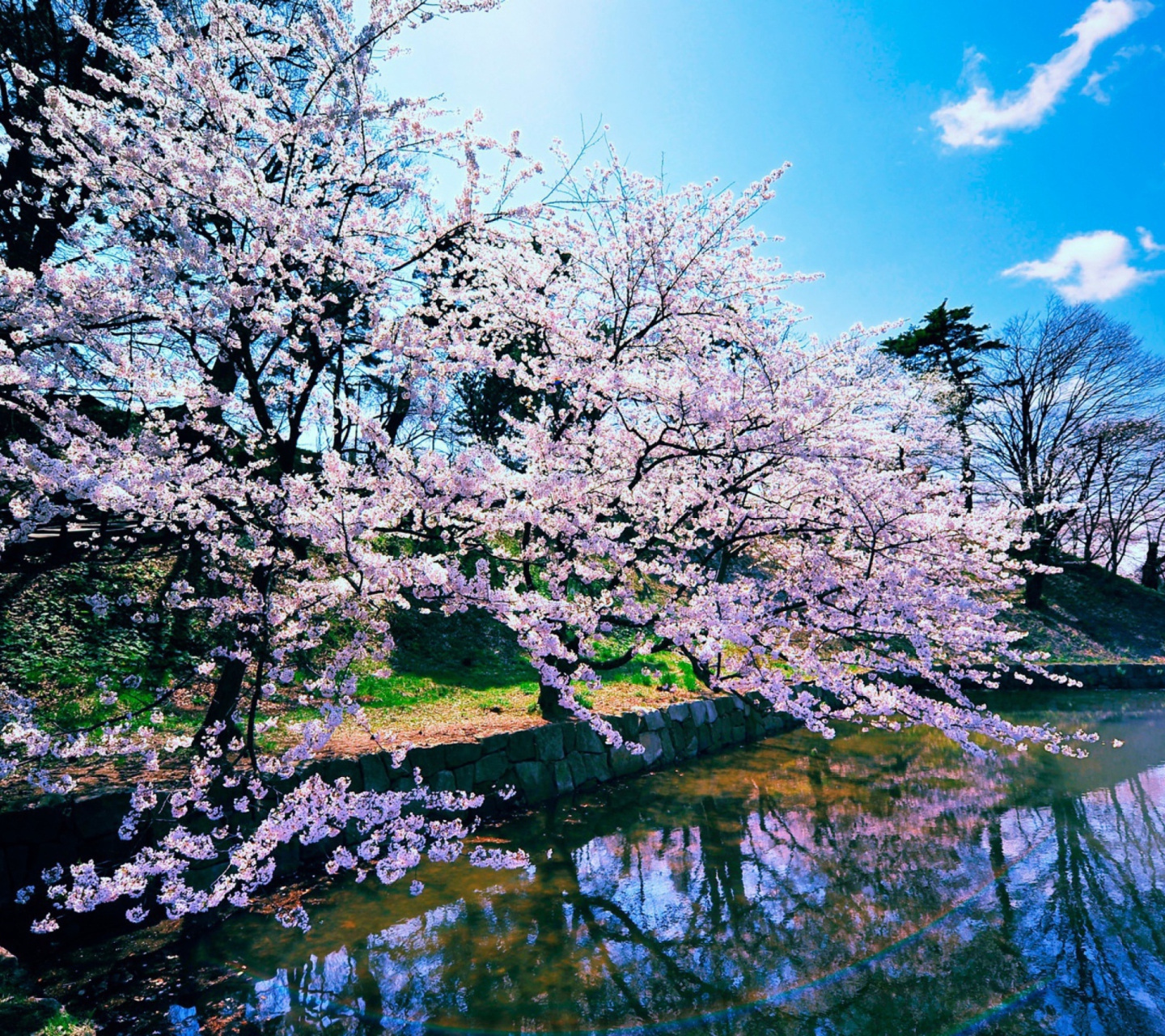 Das Cherry Blossom Trees Wallpaper 1440x1280