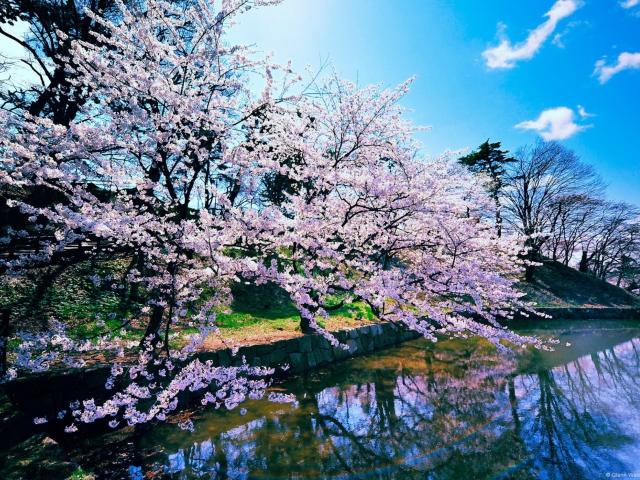 Обои Cherry Blossom Trees 640x480
