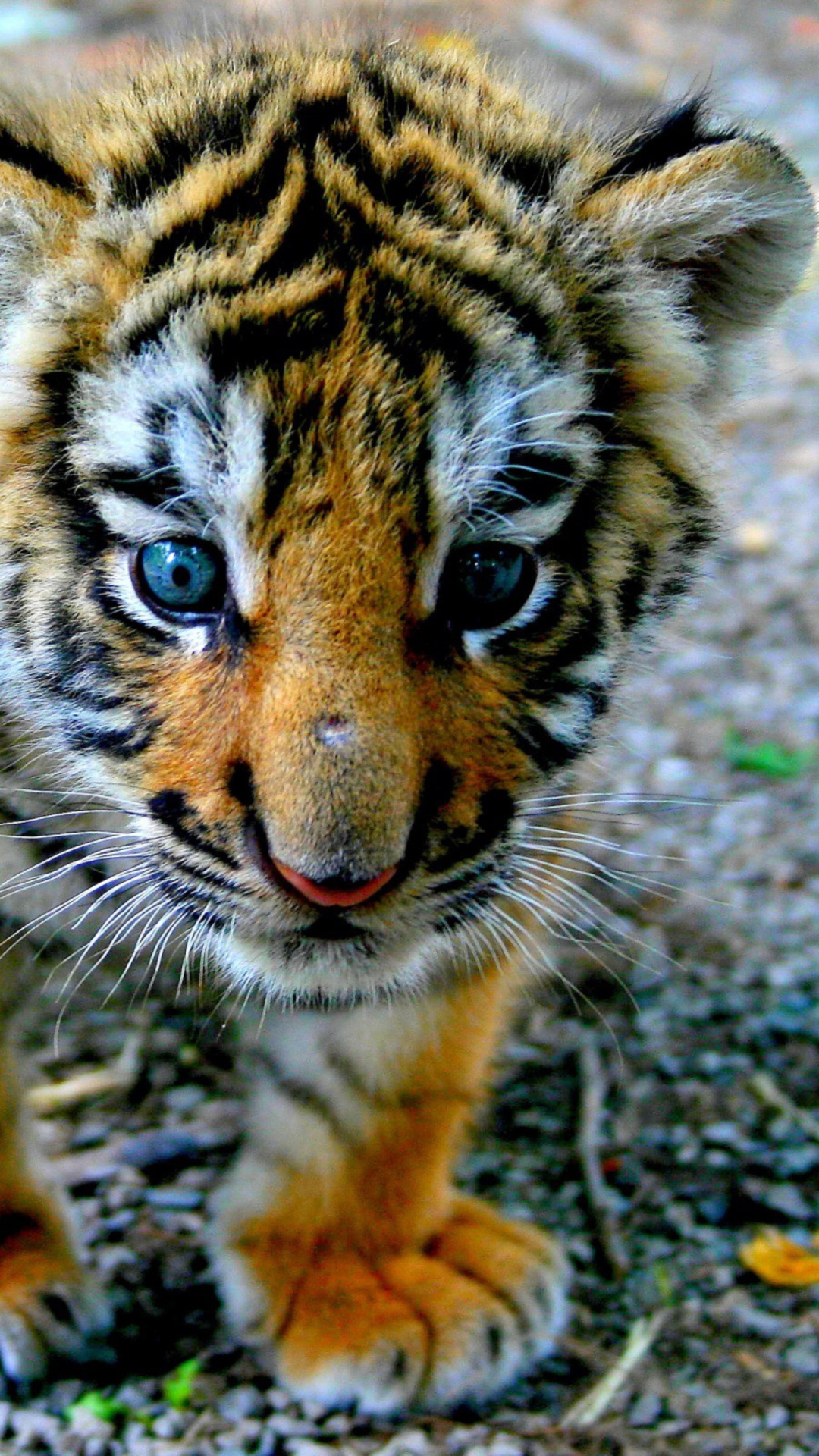 Screenshot №1 pro téma Cute Tiger Cub 1080x1920