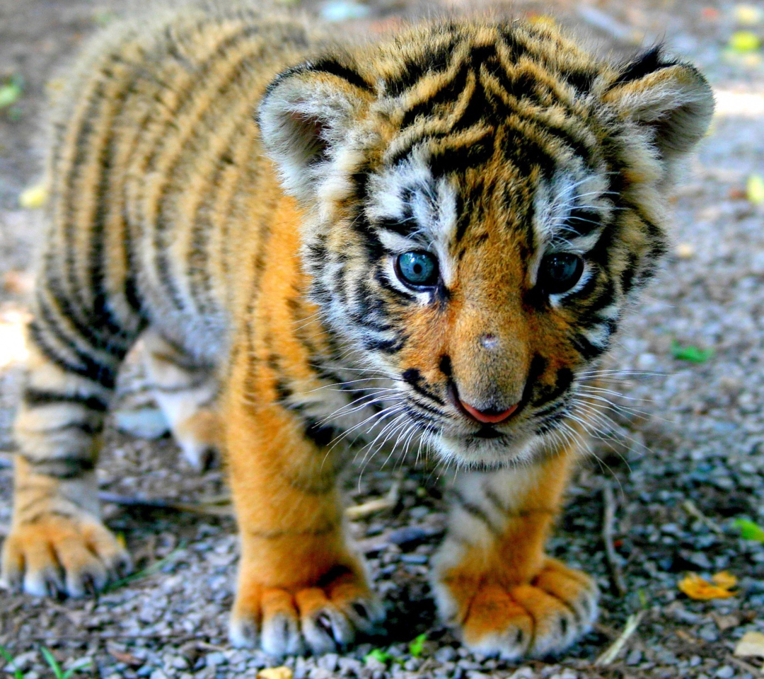 Das Cute Tiger Cub Wallpaper 1080x960