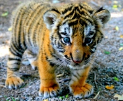 Screenshot №1 pro téma Cute Tiger Cub 176x144
