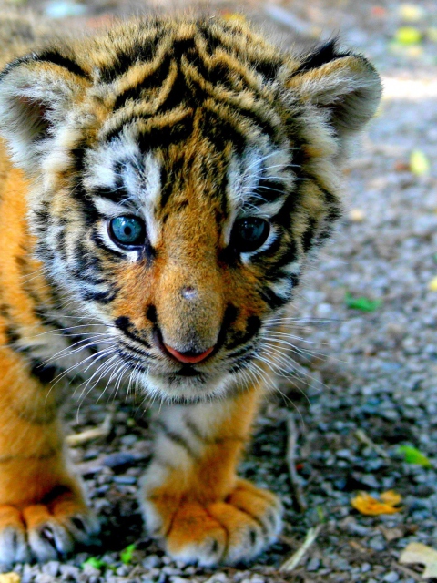 Screenshot №1 pro téma Cute Tiger Cub 480x640