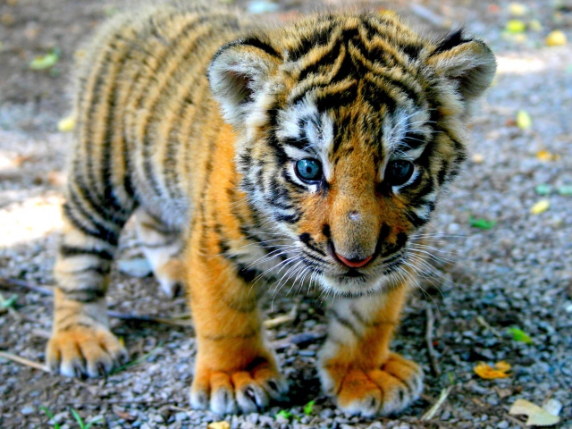 Обои Cute Tiger Cub 640x480