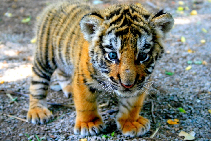 Fondo de pantalla Cute Tiger Cub