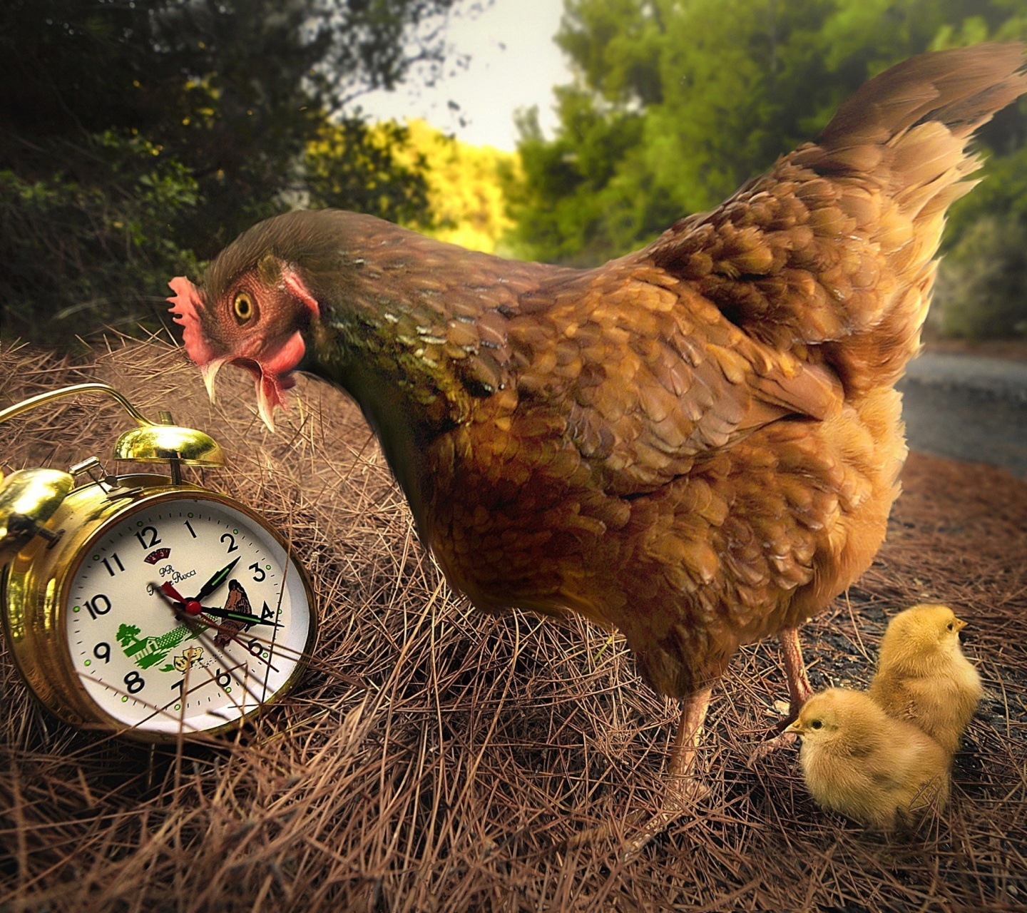 Обои Chicken and Alarm 1440x1280