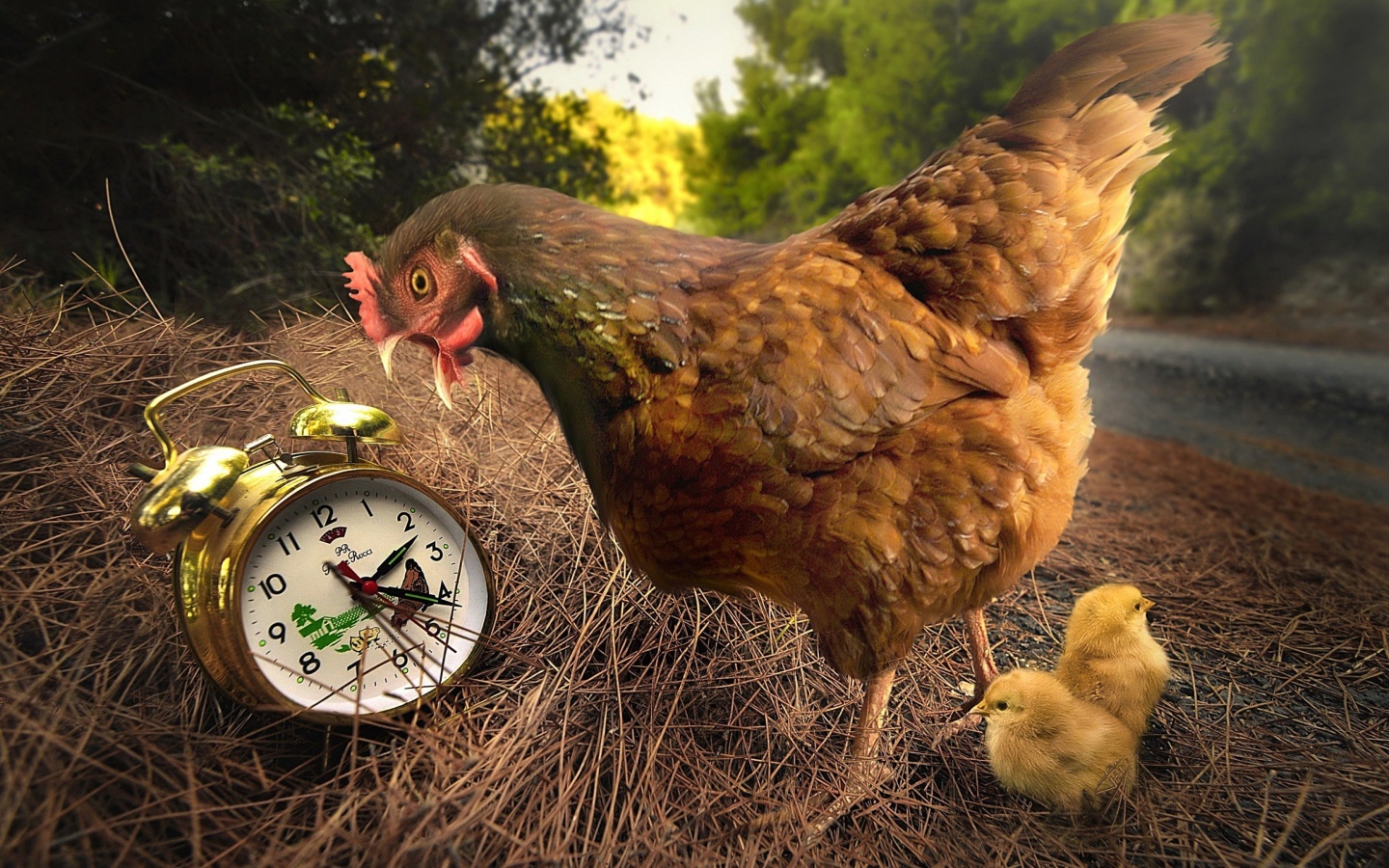 Chicken and Alarm wallpaper 1440x900