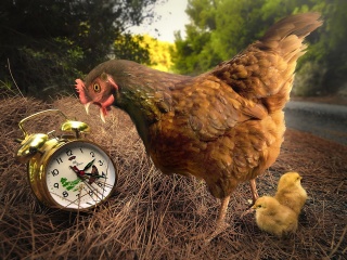 Обои Chicken and Alarm 320x240