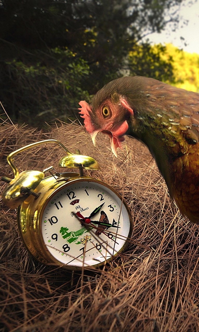 Fondo de pantalla Chicken and Alarm 768x1280