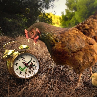 Chicken and Alarm - Obrázkek zdarma pro iPad Air