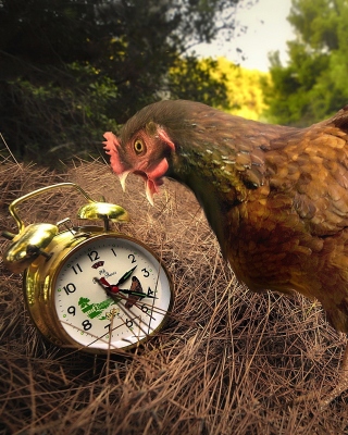 Chicken and Alarm - Obrázkek zdarma pro 640x960