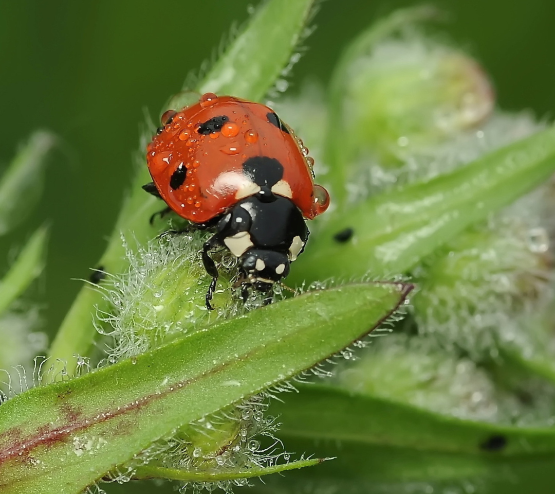 Fondo de pantalla Ladybug 1080x960