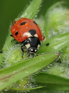 Fondo de pantalla Ladybug 240x320