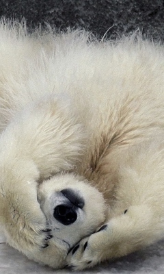 Screenshot №1 pro téma Polar Bear 240x400