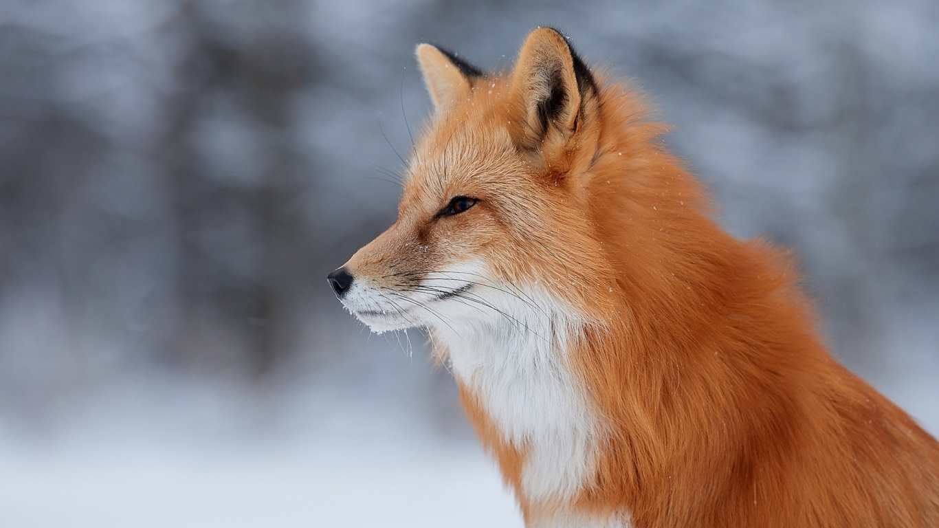 Fondo de pantalla Fox wildlife photography 1366x768