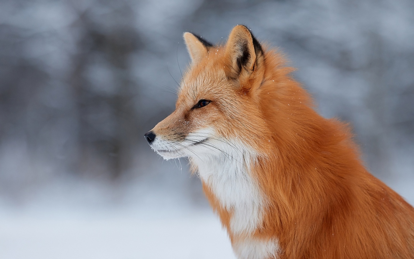 Fondo de pantalla Fox wildlife photography 1440x900