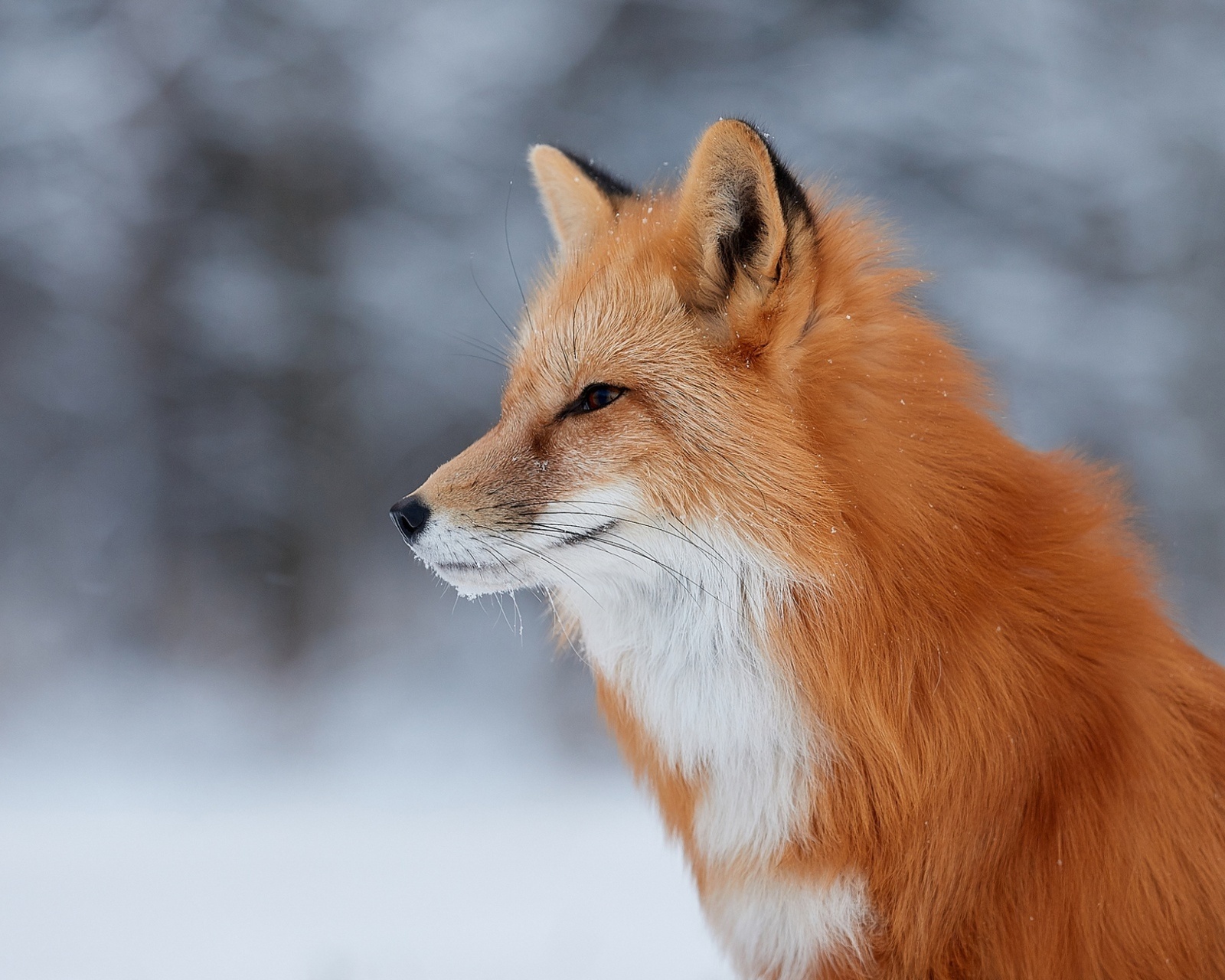 Fondo de pantalla Fox wildlife photography 1600x1280