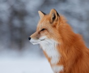 Fondo de pantalla Fox wildlife photography 176x144