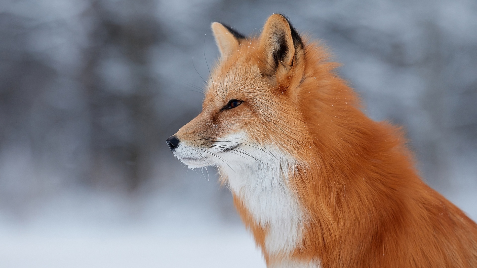 Fox wildlife photography wallpaper 1920x1080