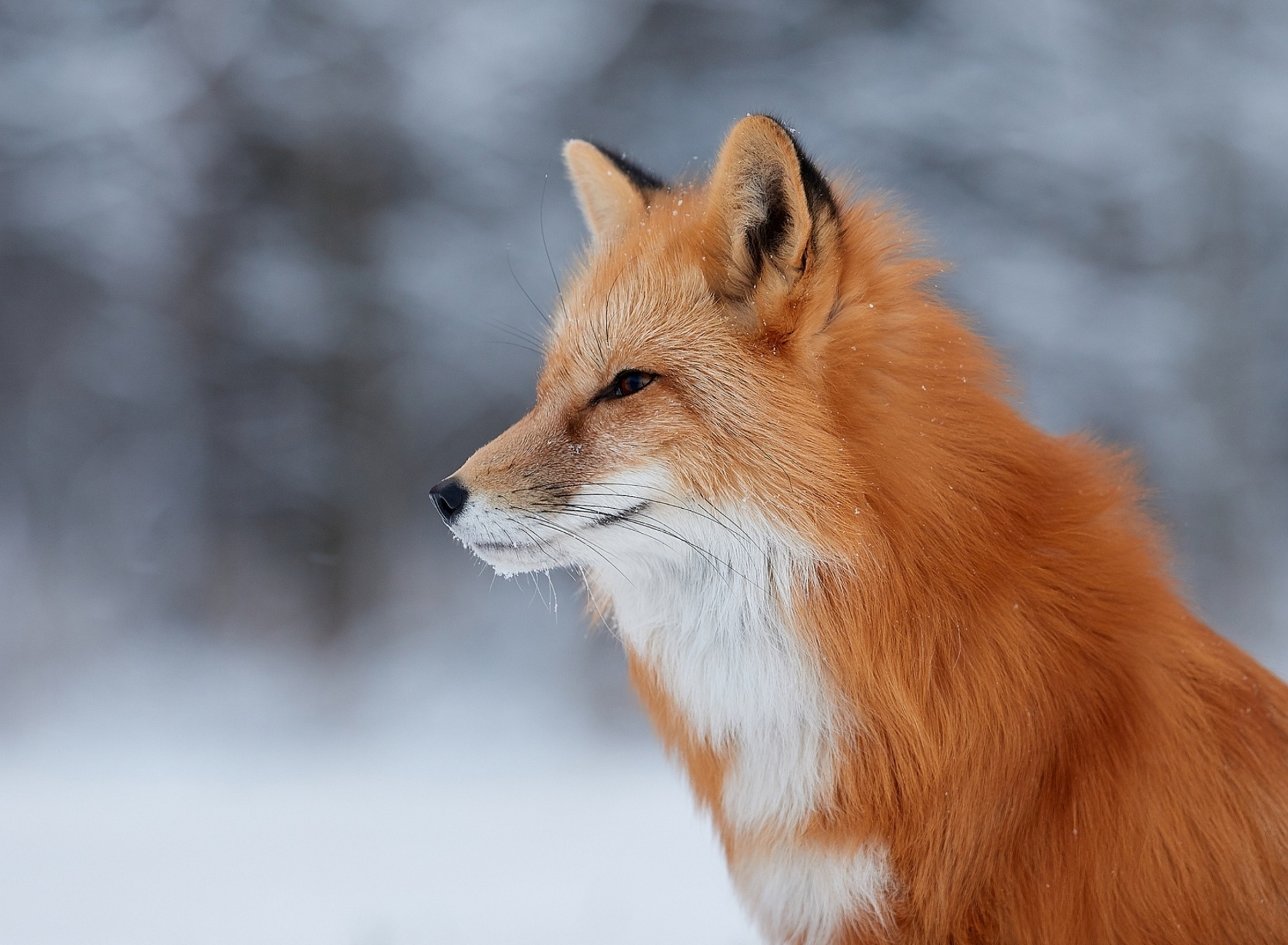 Fondo de pantalla Fox wildlife photography 1920x1408