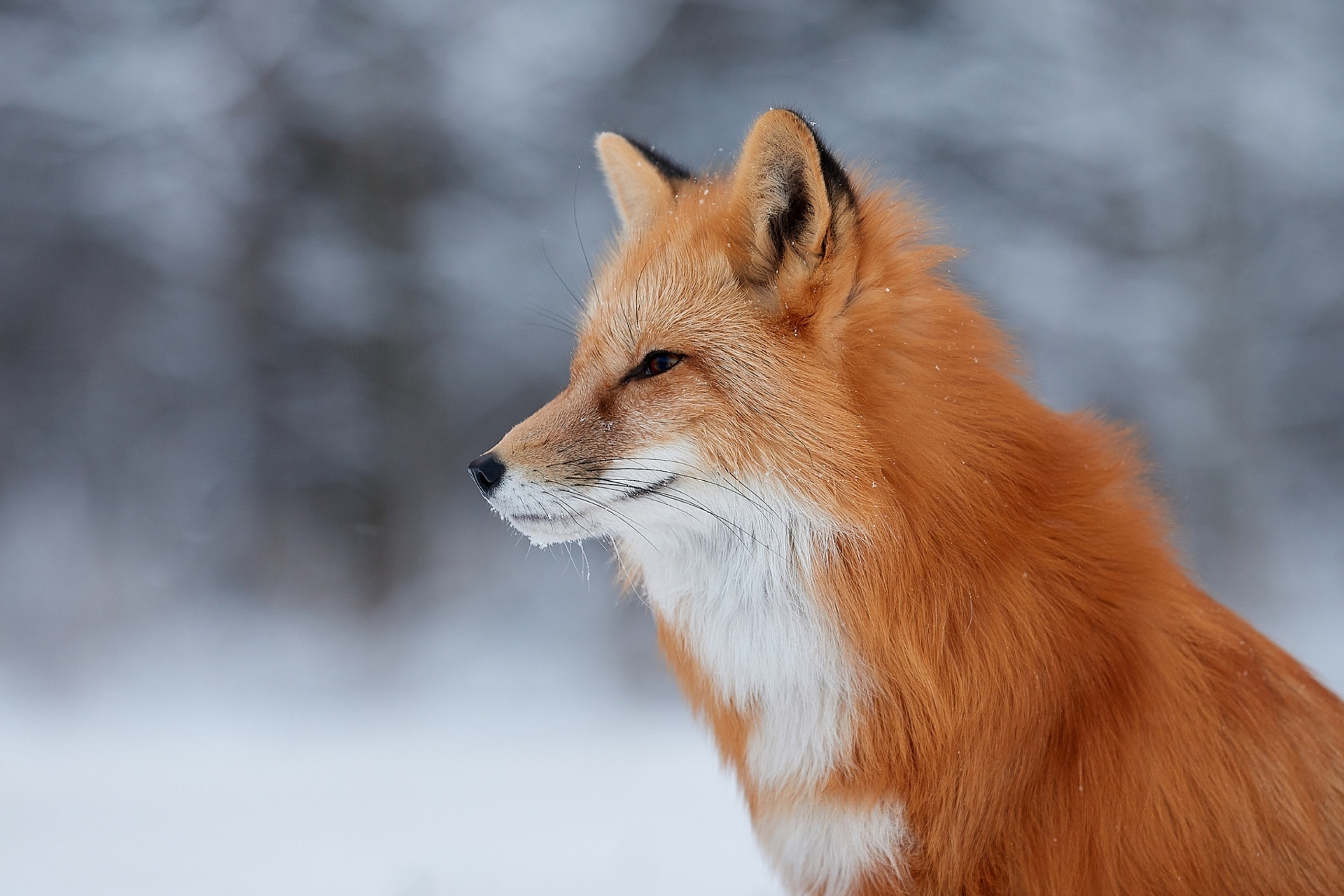 Обои Fox wildlife photography 2880x1920
