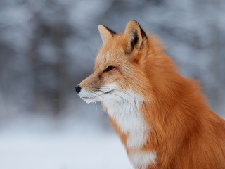 Das Fox wildlife photography Wallpaper 320x240