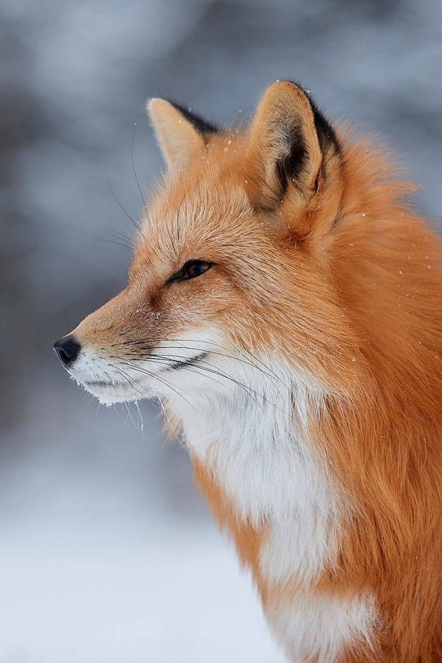 Das Fox wildlife photography Wallpaper 640x960