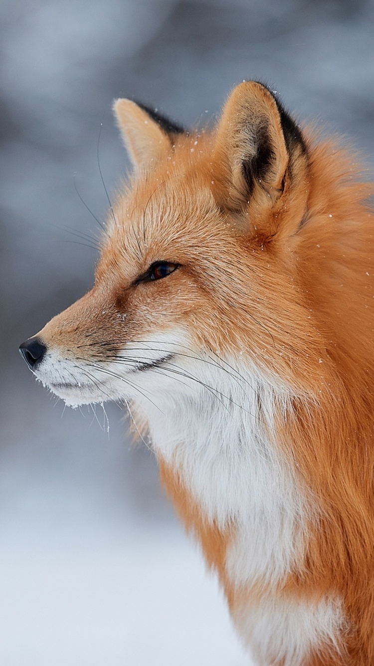 Fox wildlife photography wallpaper 750x1334