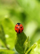 Screenshot №1 pro téma Red Ladybug On Green Leaf 132x176