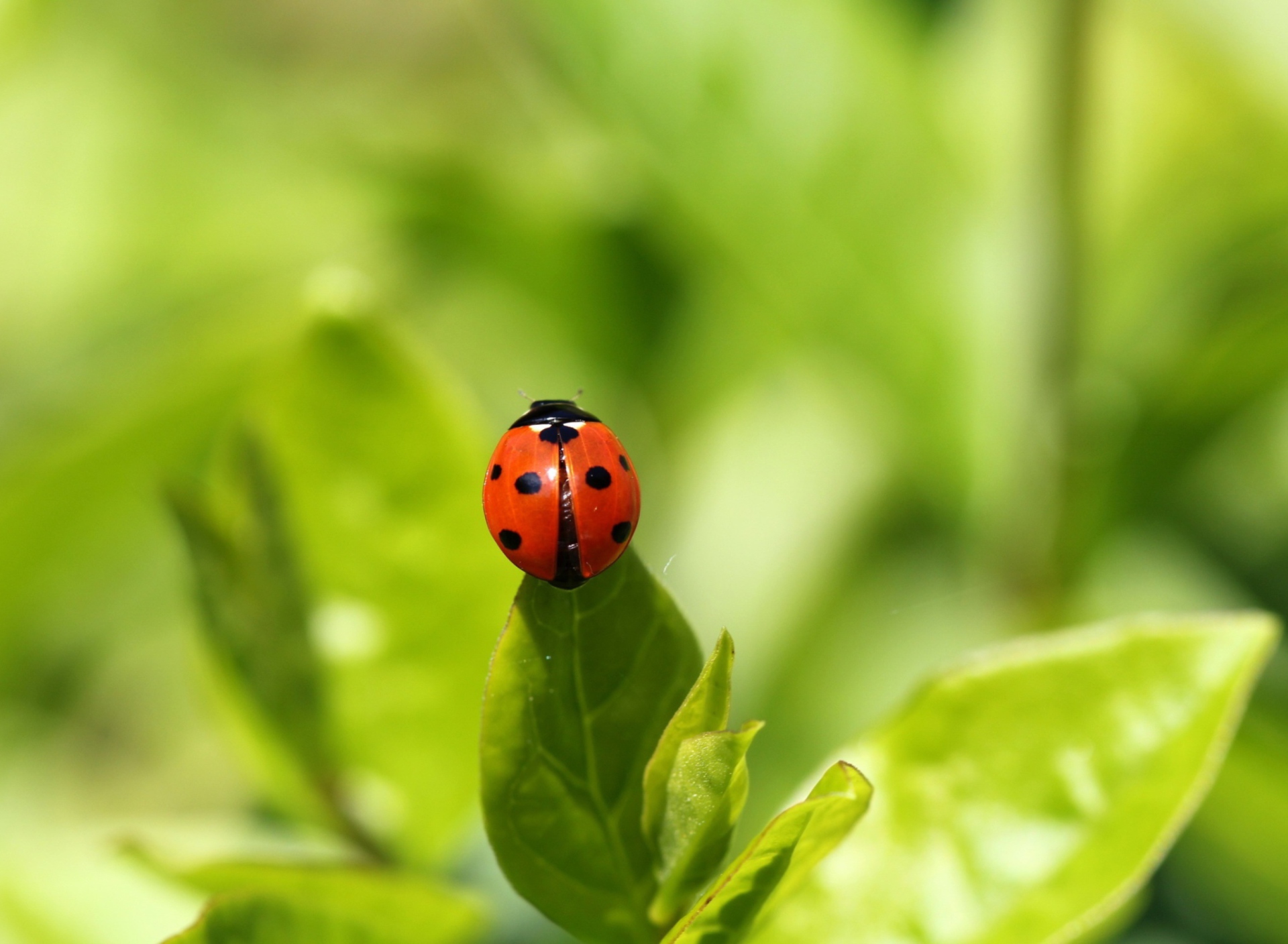 Обои Red Ladybug On Green Leaf 1920x1408