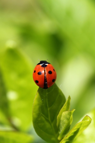 Screenshot №1 pro téma Red Ladybug On Green Leaf 320x480