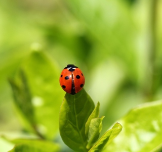 Red Ladybug On Green Leaf - Obrázkek zdarma pro 208x208