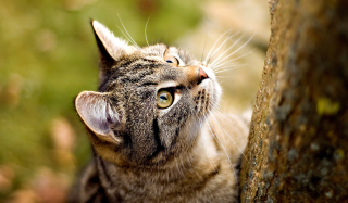 Cat Predator - Obrázkek zdarma pro Samsung Galaxy S3