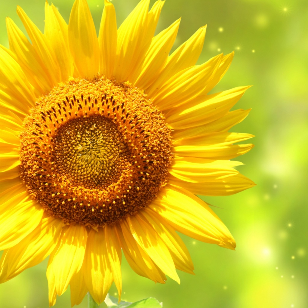 Giant Sunflower screenshot #1 1024x1024
