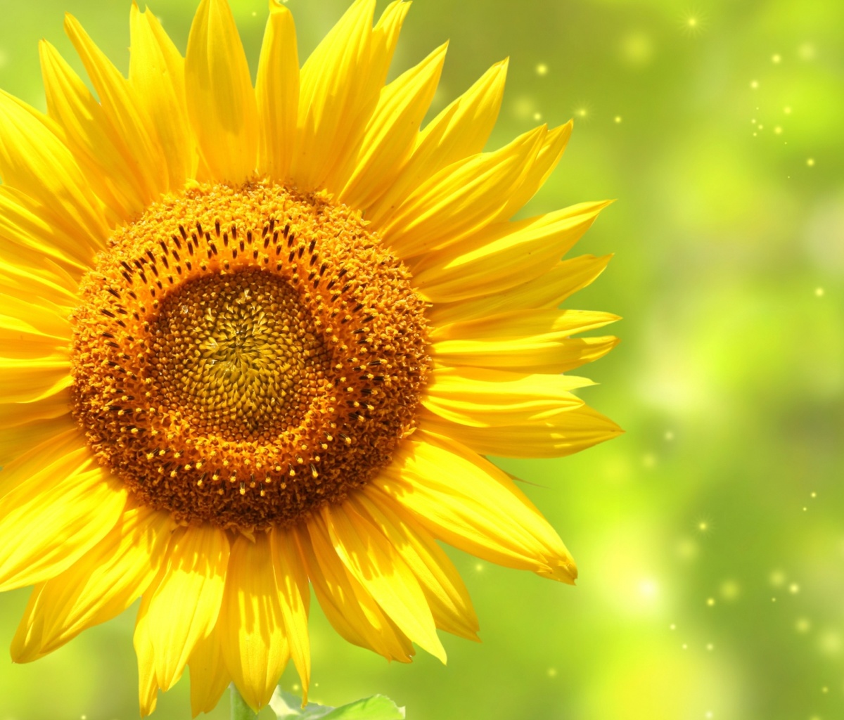 Sfondi Giant Sunflower 1200x1024