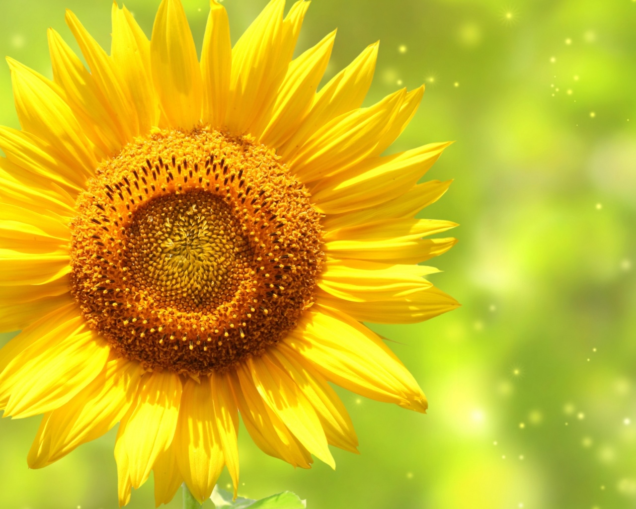 Screenshot №1 pro téma Giant Sunflower 1280x1024